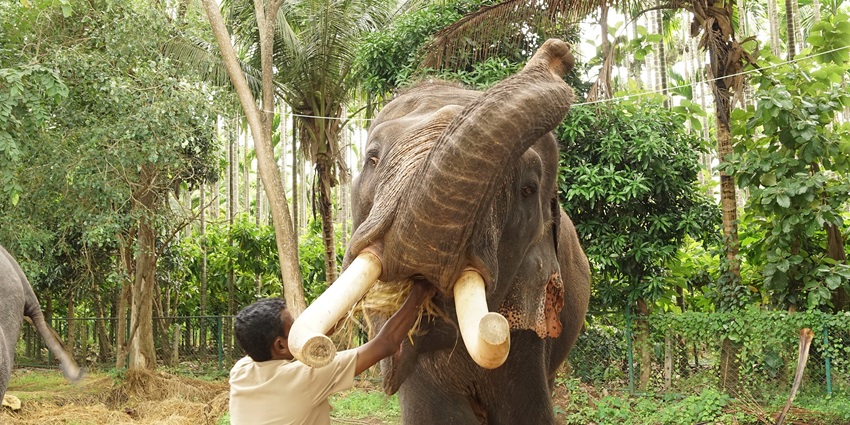 Conservation centre offering close encounters with elephants and nature.