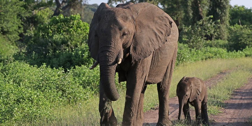 Elephants in a river in Sakrebailu Elephant Camp surrounded by lush greenery during day time