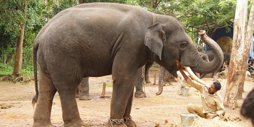 Places to visit in Shimoga include the Elephant Camp home to 21 trained elephants.