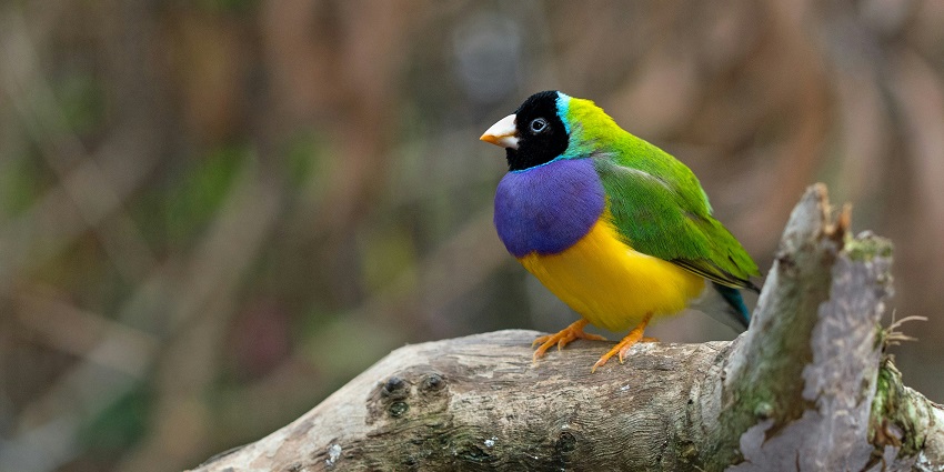A view of a beautiful Gouldian finch spotted sitting on a branch of a tree of the region.