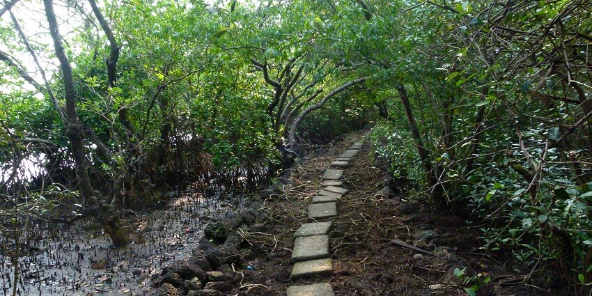 Image of walkway inside Salim Ali Sanctuary - places to visit near Aguada Fort