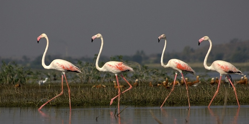 Those who love birdwatching can visit the Salim Ali Bird Sanctuary as part of the things to do in Aurangabad