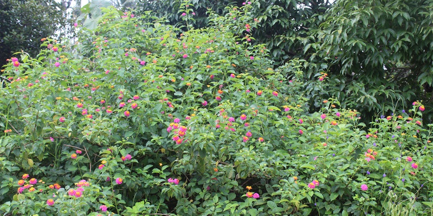 Nectar plants with orange clusters attracting butterflies in Sammilan Shetty’s Butterfly Park