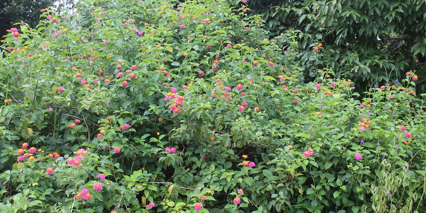 Sammilan Shetty’s Butterfly Park has vibrant butterflies and educational experiences await.