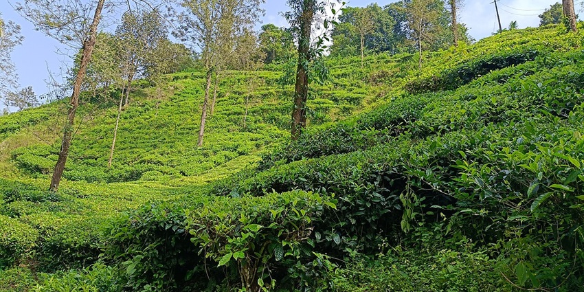 The lush Samse Tea Estate, one of the best places to visit in Kalasa