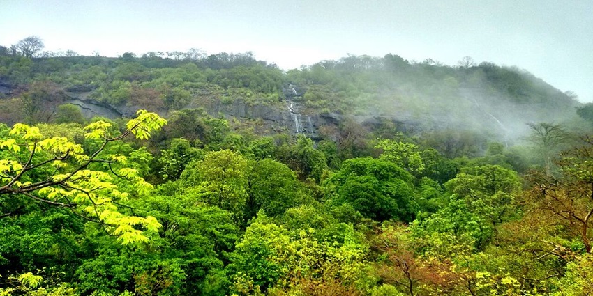 A picture of lush greenery at Sanjay Gandhi National Park which is one of the best places to see near Borivali.