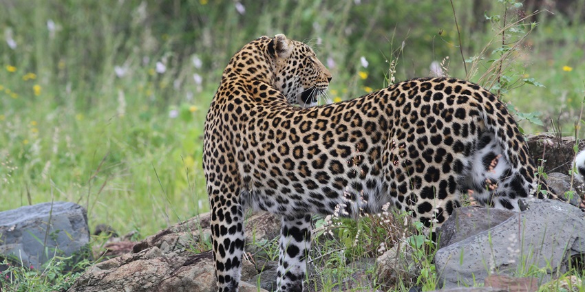 A glimpse of a leopard standing on the lush green grounds surrounded by dense forests.