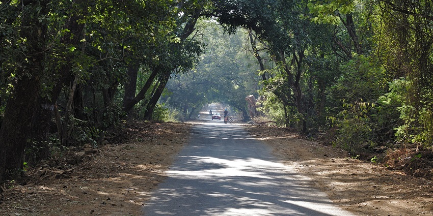 A serene road winding through lush greenery in Sanjay Gandhi National Park.