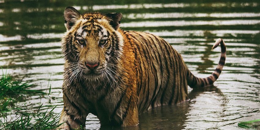 A glimpse of a fierce tiger drenched in water at the famous Sanjay Gandhi National Park.