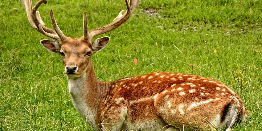 Sanjay Gandhi National Park is one of the popular wildlife sanctuaries in Madhya Pradesh.