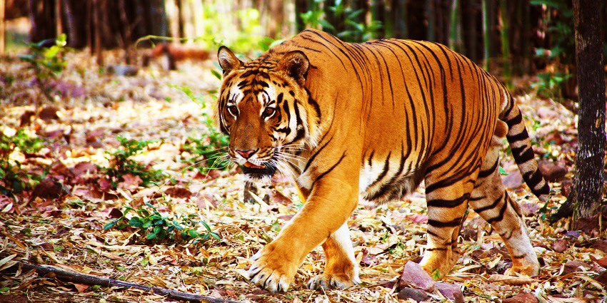 A picture of a tiger roaming around in the forest of Sanjay Gandhi National Park