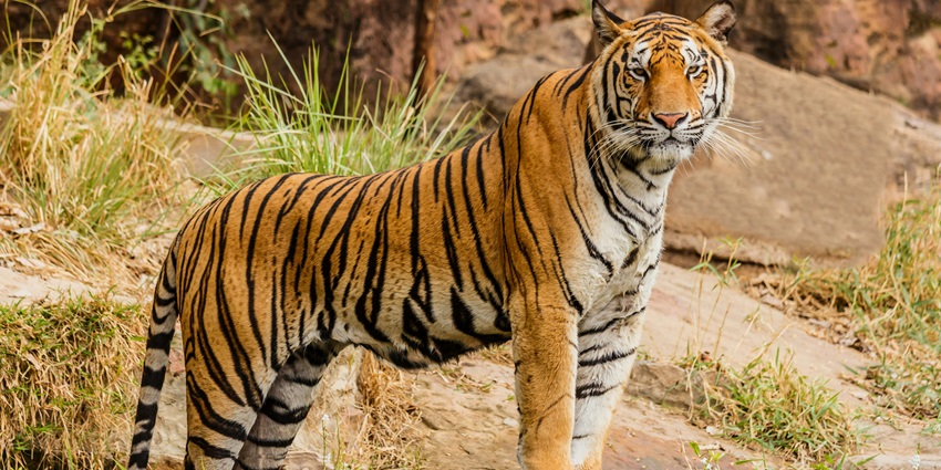 Sanjay Gandhi National Park is one of the top places to visit near Palghar for adventure.