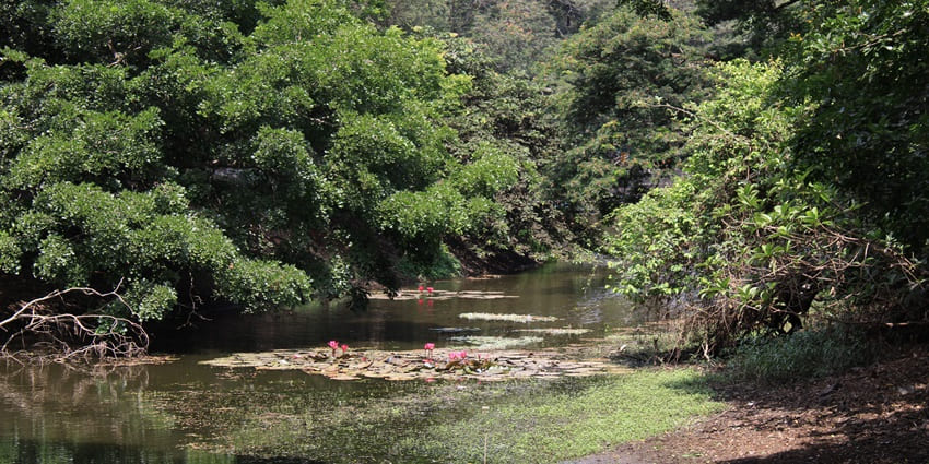A quaint river flowing through the lush greenery of Sanjay Gandhi National Park