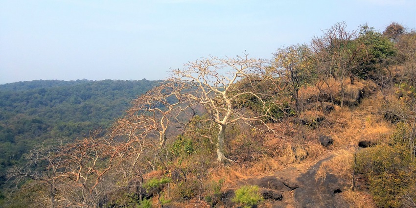 Sanjay Gandhi National Park in summer with dry trees and clear walking trail–places to visit in kandivali