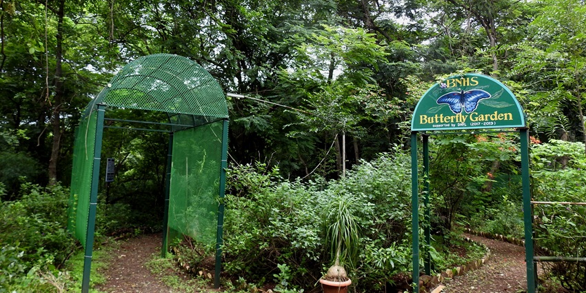 An imahe of Mumbai National Park which offers lush wildlife and historic Kanheri Caves.