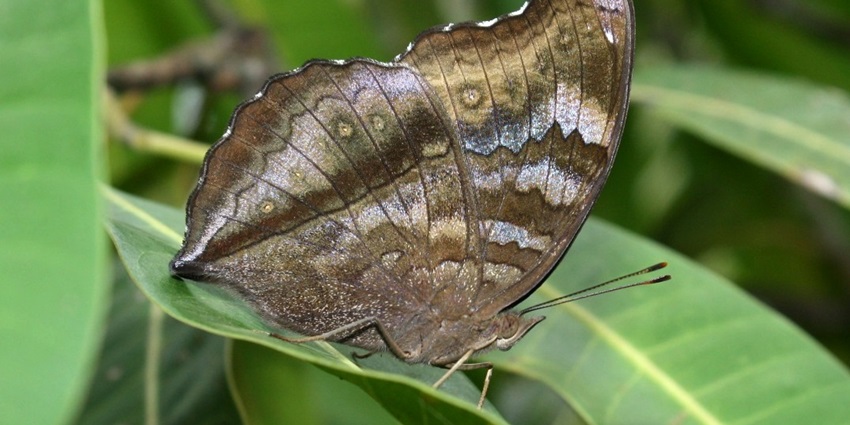 Sanjay Gandhi National Park: Nature retreat with hiking and wildlife.