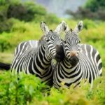 A sight of Two zebras strolling through the Sanjay Gandhi National Park lush greenery.