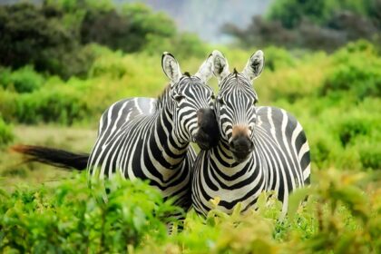 A sight of Two zebras strolling through the Sanjay Gandhi National Park lush greenery.