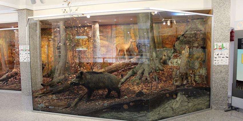 Inside the Sanjay National Park Museum showcasing information about flora and fauna