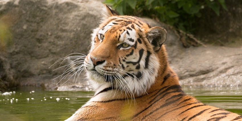 Sanjay National Park is a treasure trove for nature and wildlife lovers in Madhya Pradesh.