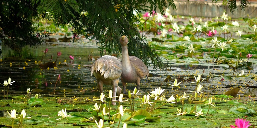 A beautiful image of Saras Baug, featuring its lush gardens and temple.