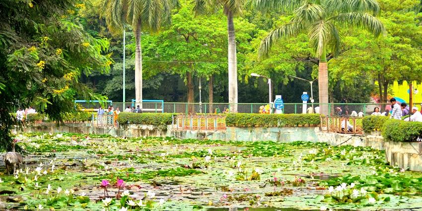 An image of a vegetation lush lake located at the centre of Saras Baug.