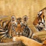 Sariska Jungle Safari offers wildlife, biodiversity, and stunning nature.