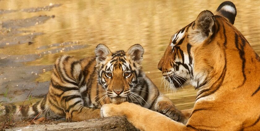 Sariska Jungle Safari offers wildlife, biodiversity, and stunning nature.