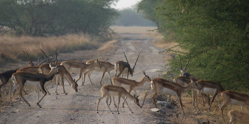 Scenic view of a herd of deers walking amidst the lush landscapes of Sariska