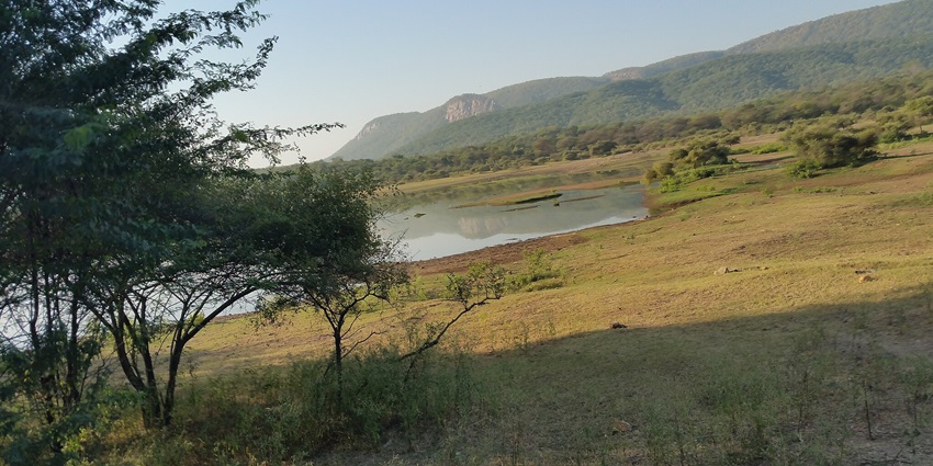 Sariska Tiger Reserve offers night safari in Pushkar with tigers, leopards, and temple.