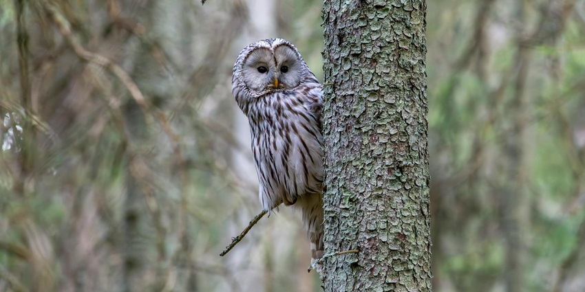 A scenic view of a Ural owl perched on a tree, representing national parks in Tamil Nadu.