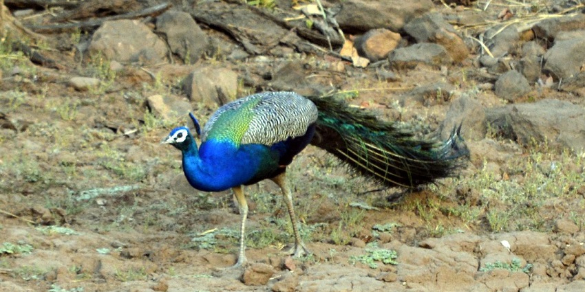 Satpura National Park is known for its rugged terrain and unique thrilling experiences.