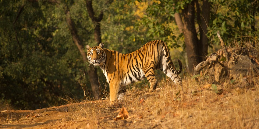 An image view of Satpura National Park, showcasing diverse wildlife and beautiful landscapes.
