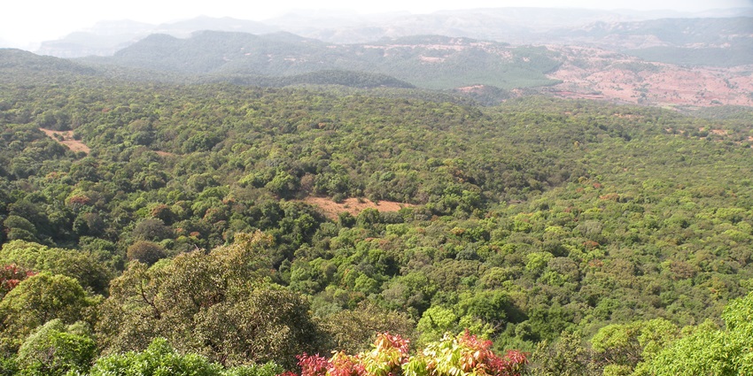 A scenic view of lush green hills from Burki Sada in Satpura Tiger Reserve, India.