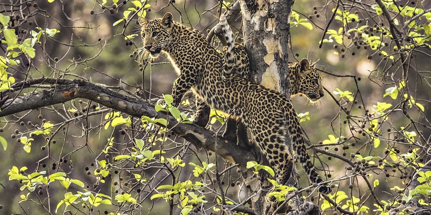 A picture of a leopard climbing a tree at a lush green national park near Nagpur