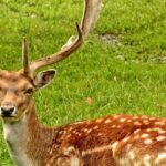 An image of the lush greenery and wildlife of Satpura National Park including deer.