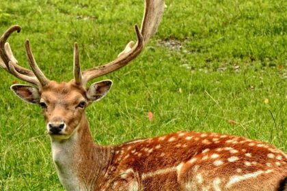 An image of the lush greenery and wildlife of Satpura National Park including deer.