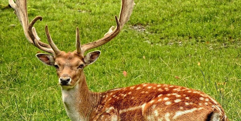 An image of the lush greenery and wildlife of Satpura National Park including deer.