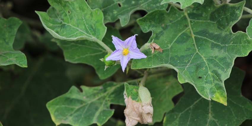 A unique flower representing the diverse flora and fauna at Savandurga hills in Karnataka