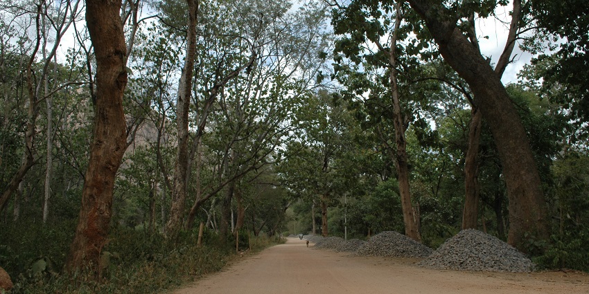 Old trees and scenic views at Savanadurga, Asia's largest monolith hill station.