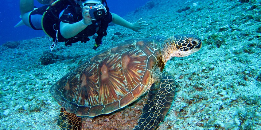 A view of a diver exploring underwater coral reefs and capturing it near Mandwa Beach.