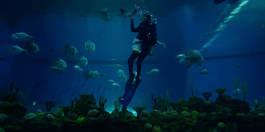 A glimpse of a person scuba diving, one of the best things to do in Maharashtra.