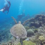 Scuba diving in Rameshwaram reveals vibrant coral reefs and diverse marine life