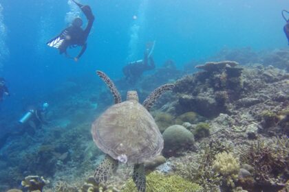 Scuba diving in Rameshwaram reveals vibrant coral reefs and diverse marine life