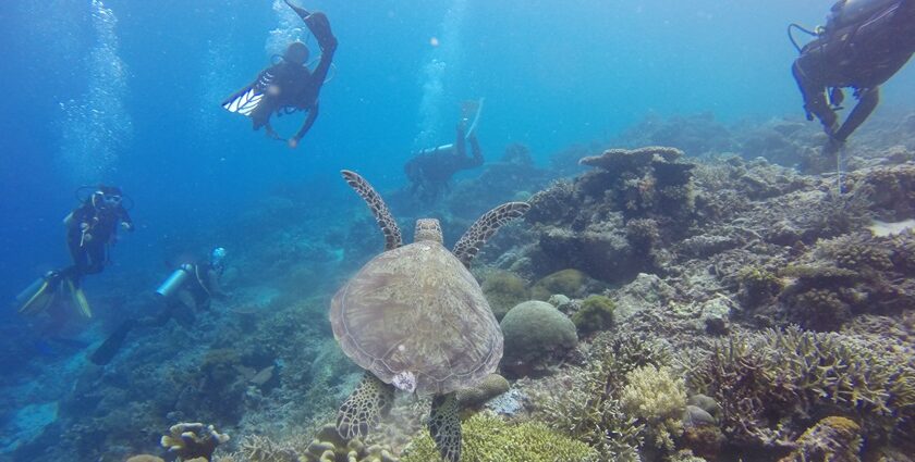 Scuba diving in Rameshwaram reveals vibrant coral reefs and diverse marine life