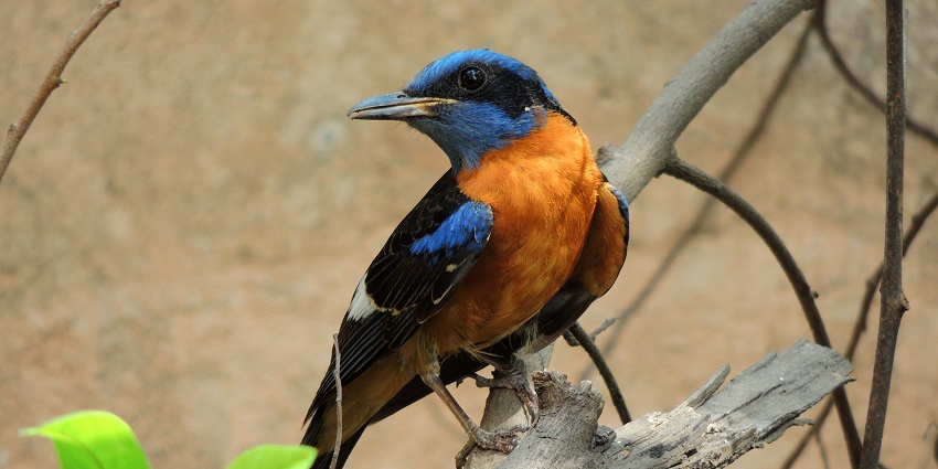 Spot the stunning Blue-capped Rock Thrush perched gracefully in Seminary Hills!