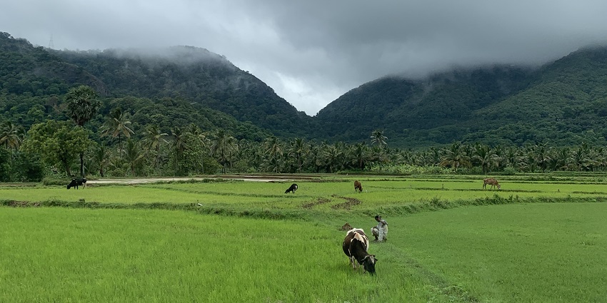 A picture of Sengottai, which is one of the best hill stations near Tenkasi.
