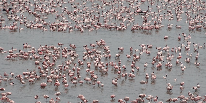 Flamingoes flying gracefully over water, a popular destination near Sewri fort