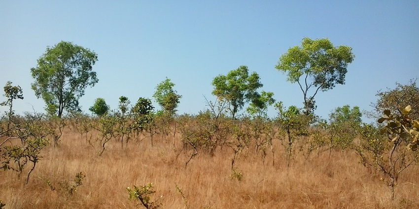 A shot of tall grass in Sharavathi Valley Wildlife Sanctuary near Kollur for travellers.