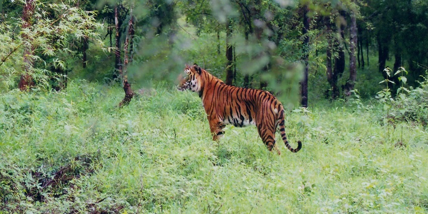 View of tiger in the Sharavathi wildlife sanctuary, a serene retreat near Jog Falls